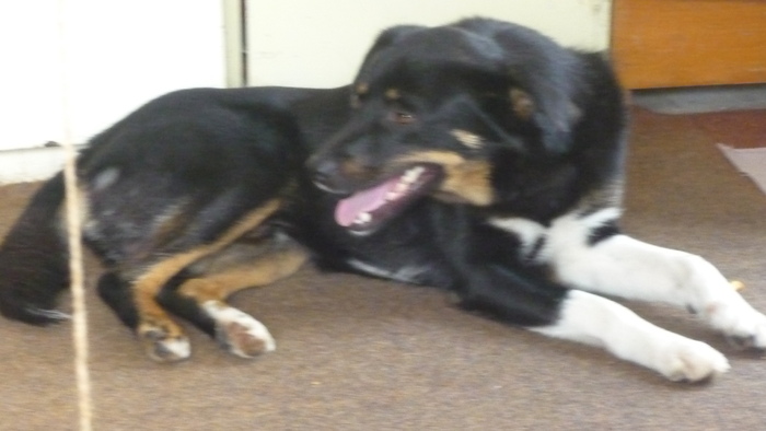 Ursei in 6 septembrie 2010