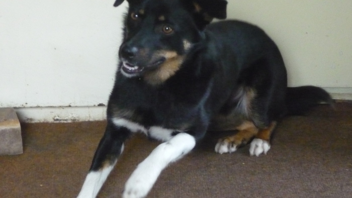 Ursei in 6 septembrie 2010