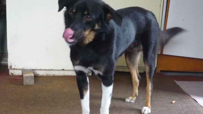 Ursei in 6 septembrie 2010