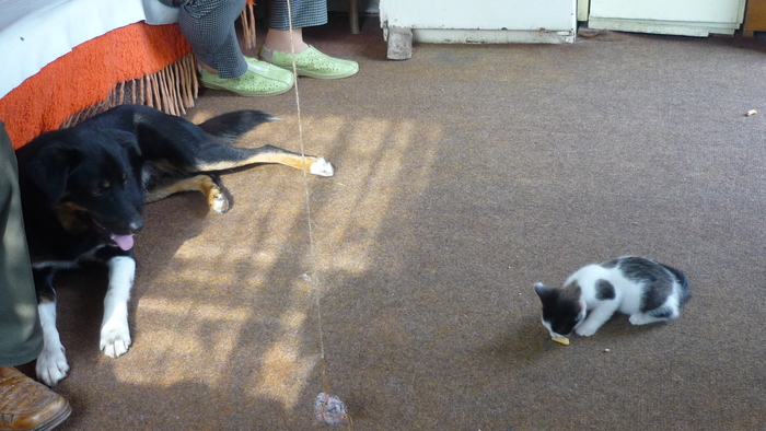 Ursei in 6 septembrie 2010