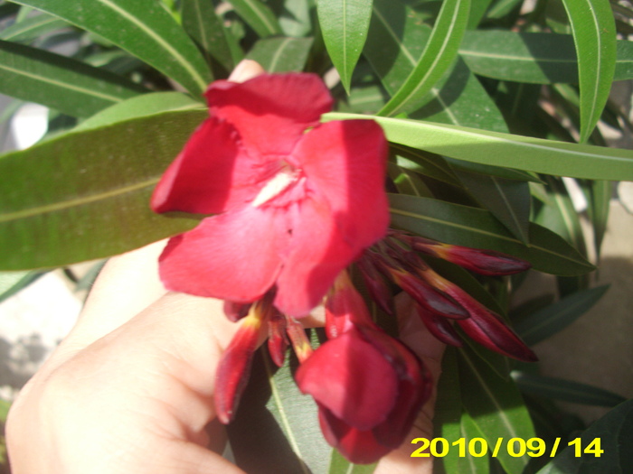 Picture 001 - flori