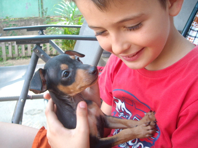 Pincher Pitic; mascul 3 luni
