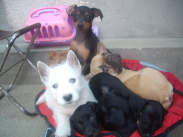 la gramada; westie,pincher,buldog,teckel
