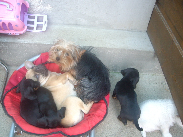 graba la patut; yorky,buldog,teckel ar vrea sa vina si teckel si westie
