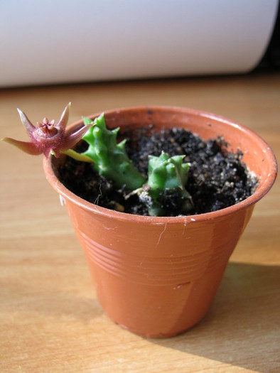 Duvalia pubescens (1)