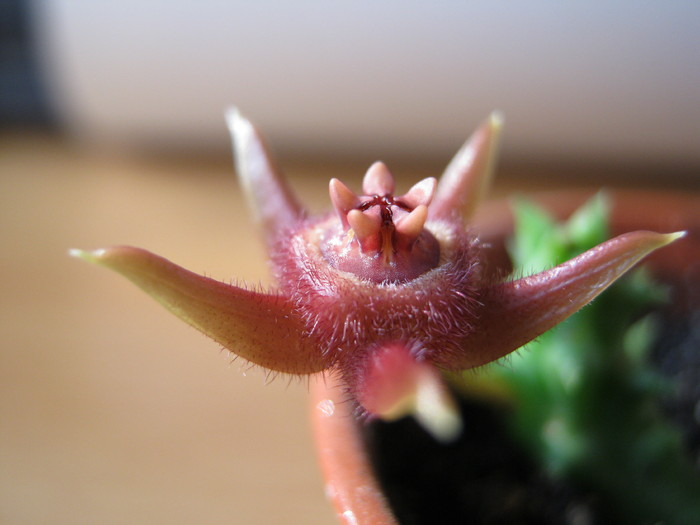 Duvalia pubescens (11)