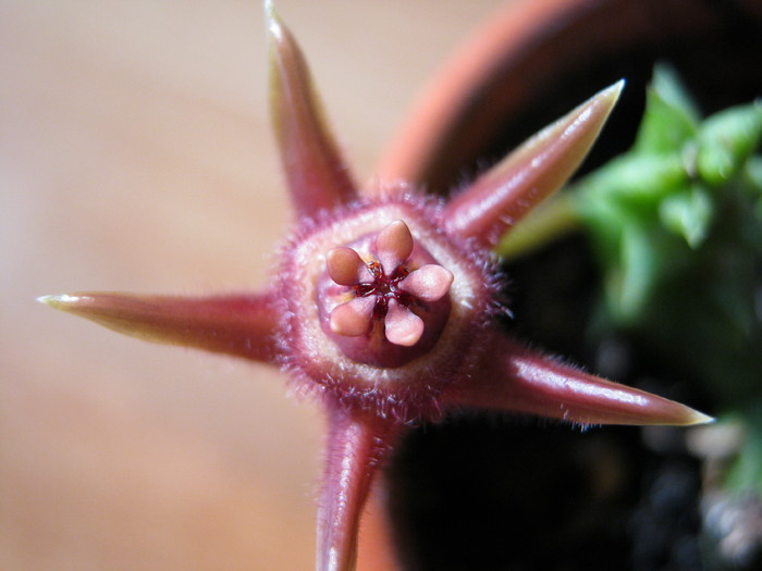 Duvalia pubescens (13)