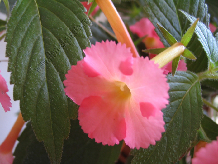 Achimenes Peach Glow 10