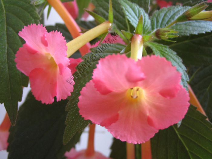 Achimenes Peach Glow 11