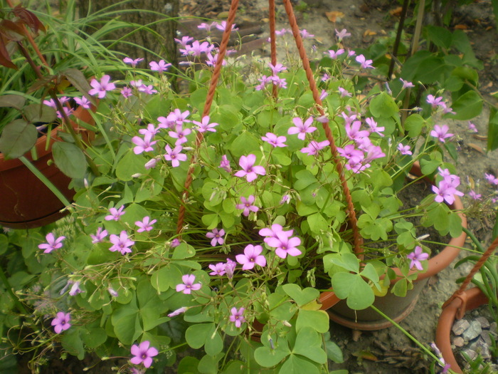 Picture 013; oxalis
