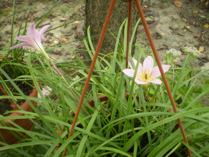 Picture 014; zephirantes
