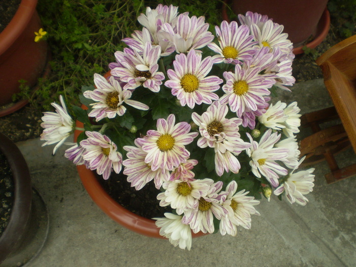 Picture 017; crizantema
