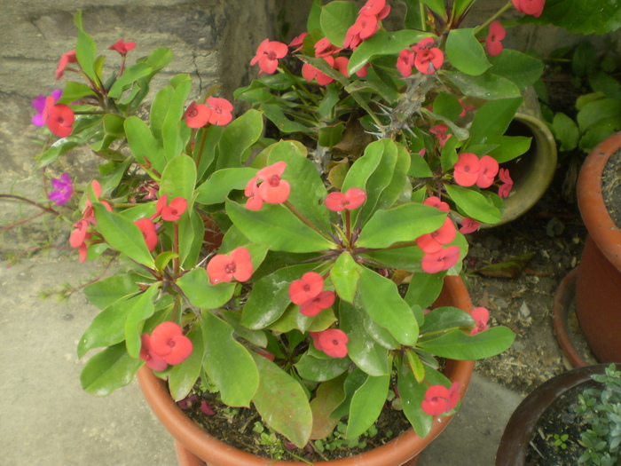 Picture 018; euphorbia
