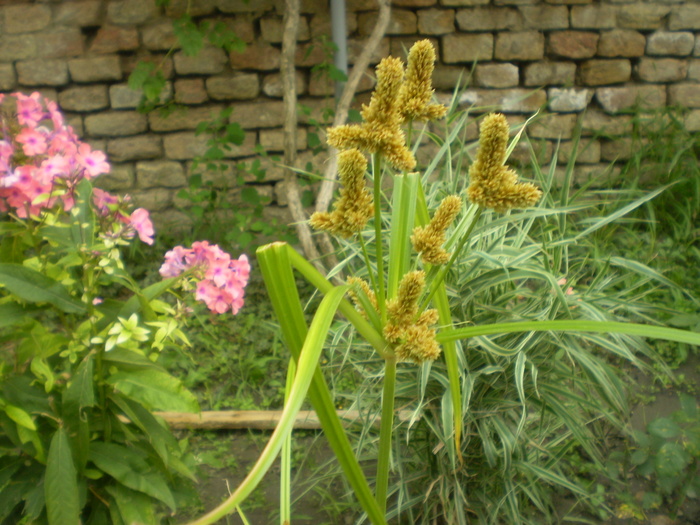 Picture 019; iarba fara nume
