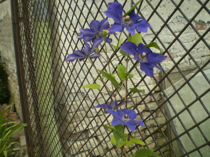 Picture 021; clematita
