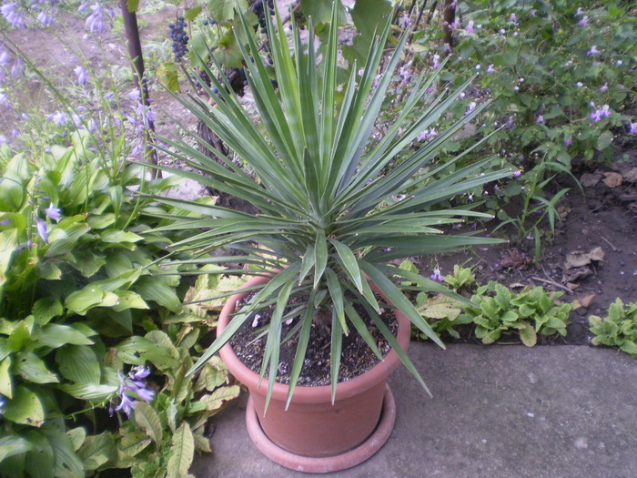 Picture 025; yucca flacida
