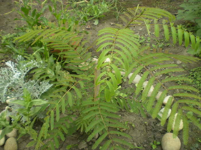 Picture 027; albizia
