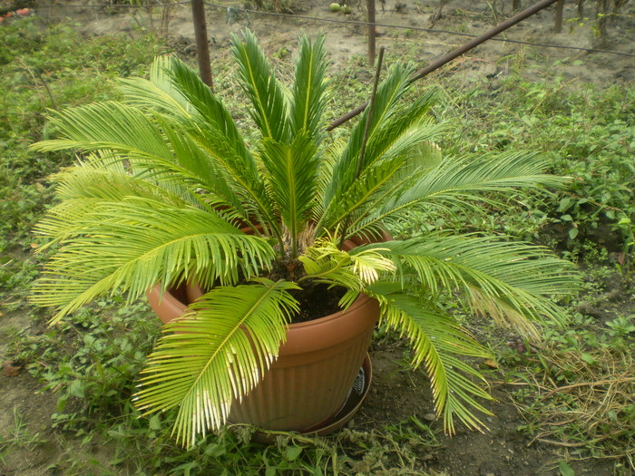 Picture 030; cycas
