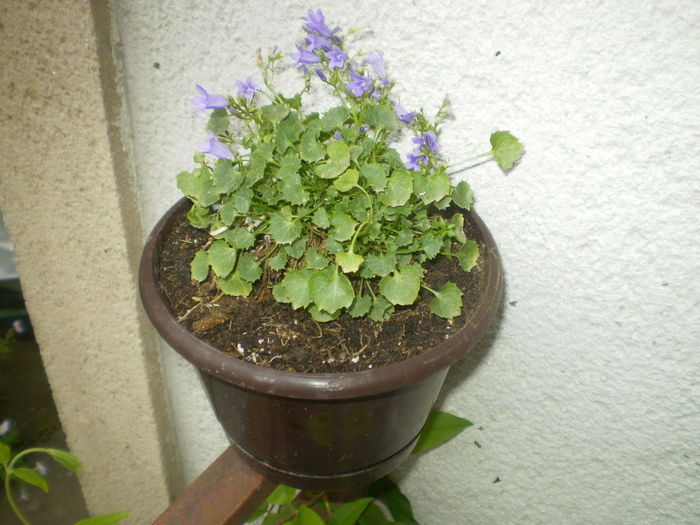 Picture 034; campanula

