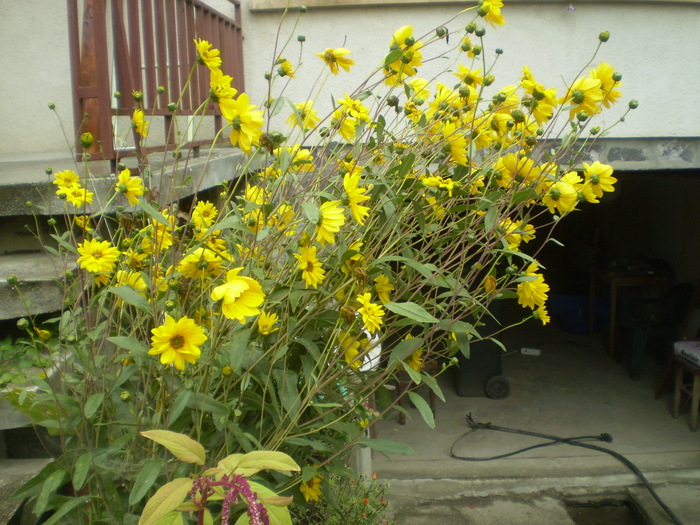 Picture 035; rudbekia
