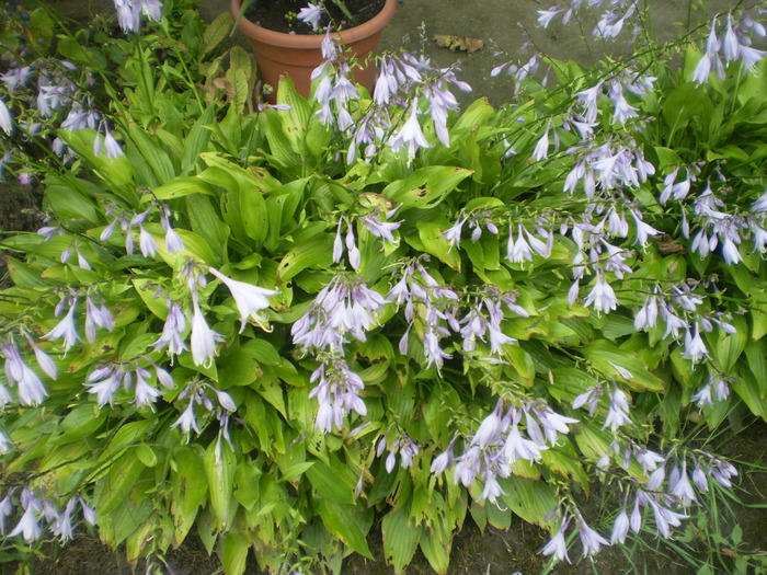 Picture 038; hosta
