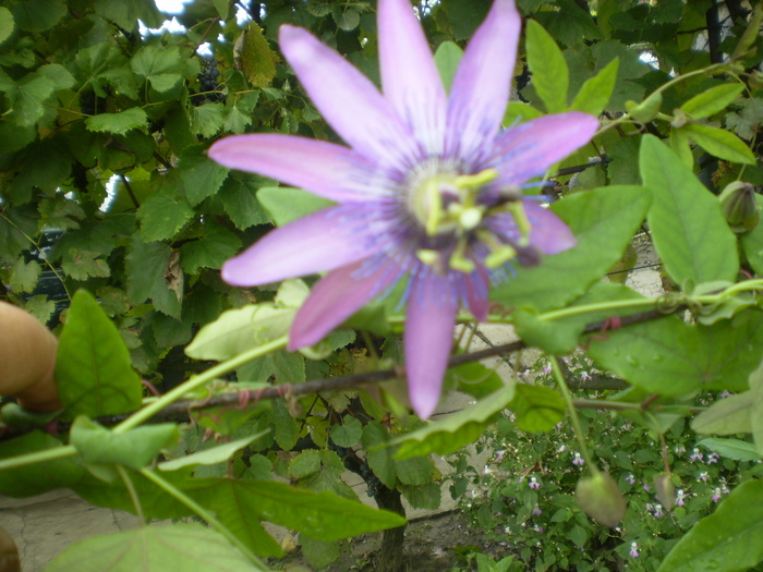 Picture 039; passiflora
