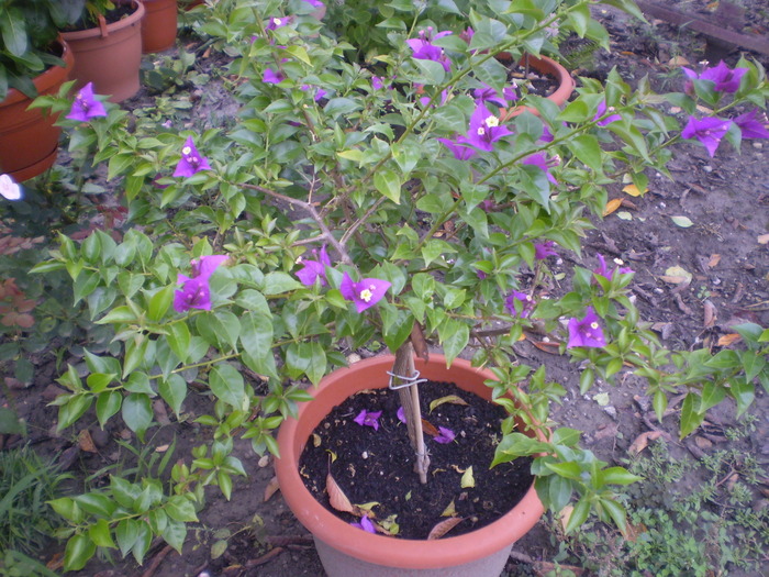 Picture 041; floarea de hartie(bougainvillea)
