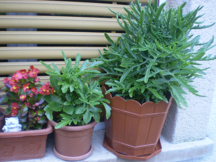 Picture 044; begonia si kalanchoe laciniata
