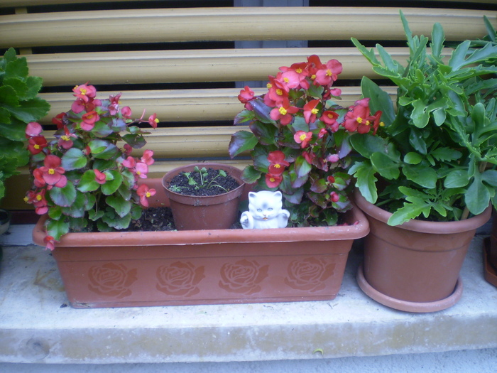 Picture 045 - florile mele