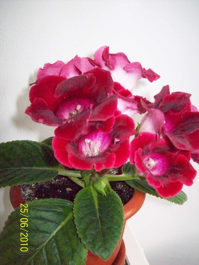 Gloxinia 28 iun 2010 (1)