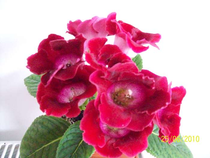 Gloxinia 28 iun 2010 (2)