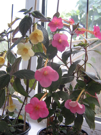 15 septembrie 006