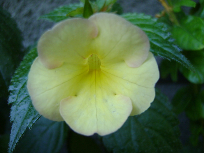 DSC07724 - Achimenes