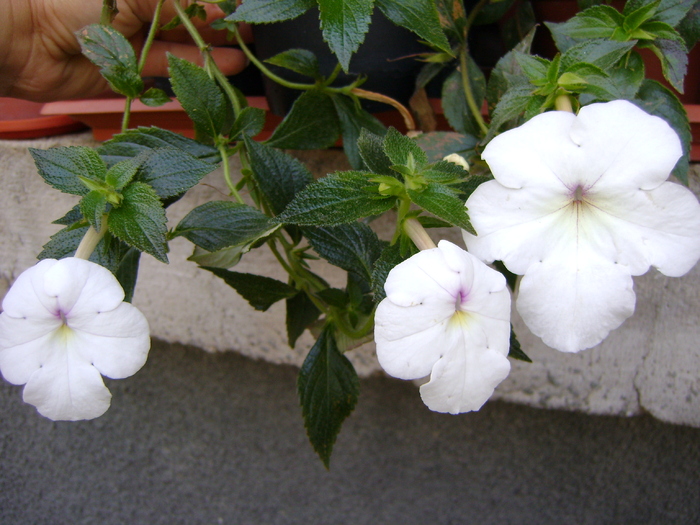 Jay dee large white - Achimenes