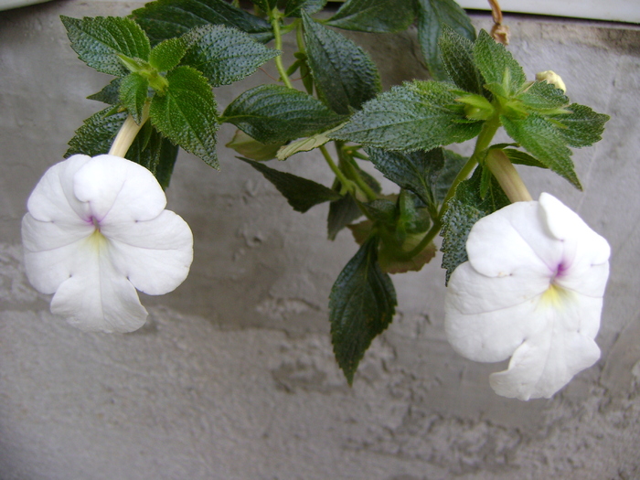 DSC07727 - Achimenes