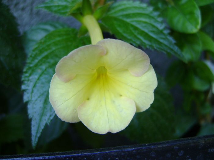 DSC07723 - Achimenes