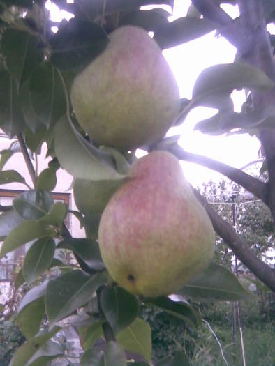 pere (1) - 3-Pomi fructiferi
