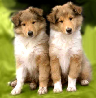 collie_puppies_80268346