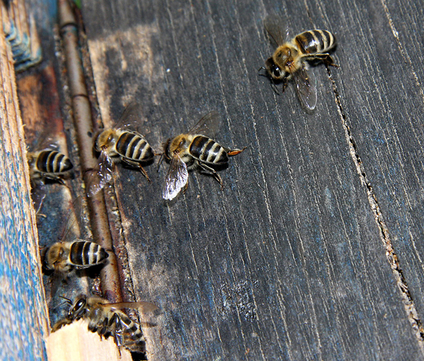 Aerisirea Stupului - DUPA NECTAR SI POLEN