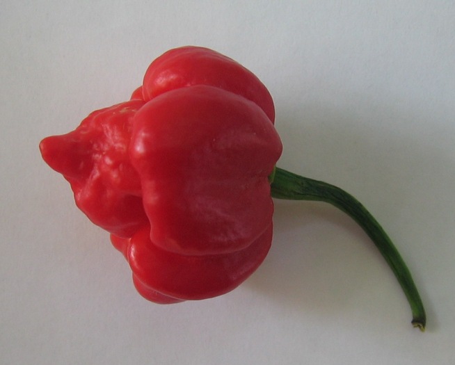 Trinidad scorpion; alaturi de bhut jolokia, cel mai iute din lume
