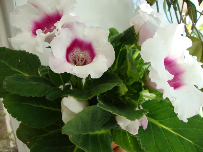 DSC01252 - 2010 gloxinii