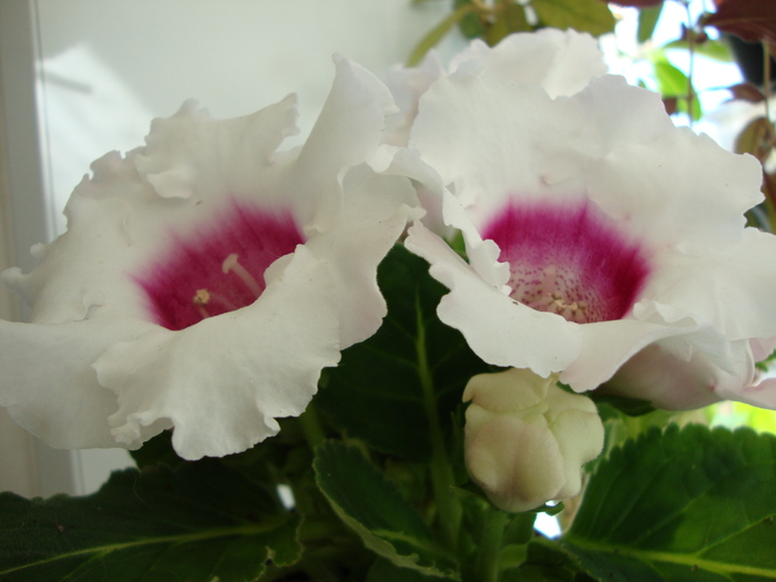 DSC01256 - 2010 gloxinii