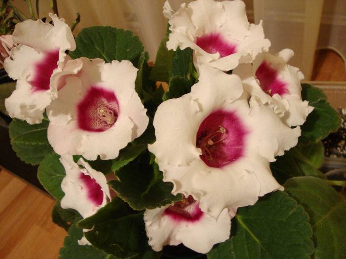 DSC01257 - 2010 gloxinii