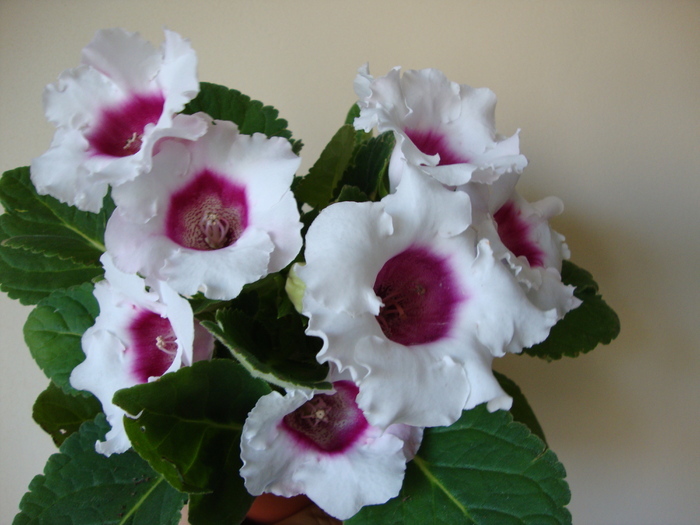 DSC01258 - 2010 gloxinii