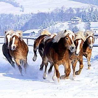 haflinger - ponei