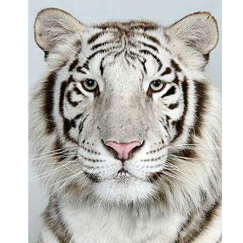 tigru-alb - tigrii