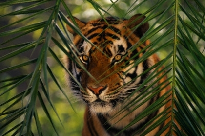 tigru_tdispdl - tigrii