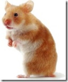 windowslivewriterhamsteri_stiatica-c6f3hamster2-3