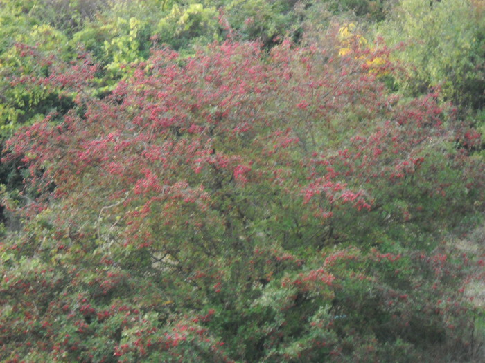 Arbust - MOMENTE IMORTALIZATE