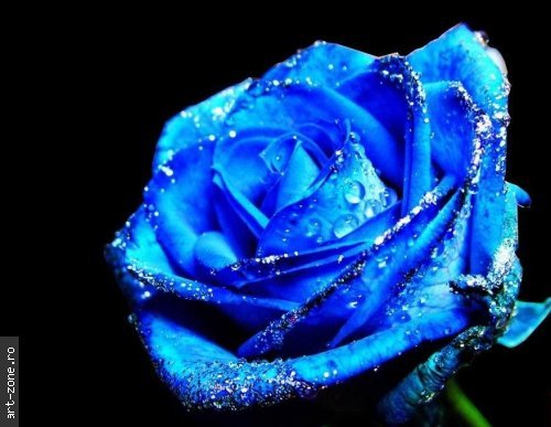 trandafir_albastru - flory_floricele